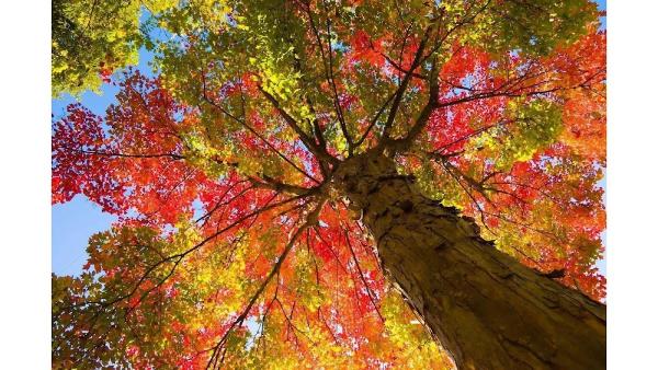 Indy Tree & Landscape