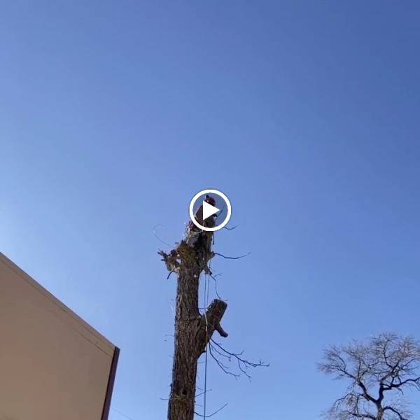 OCS Tree Service