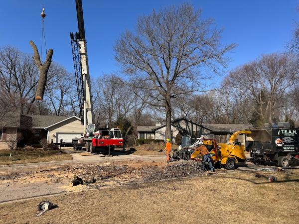 Team Tree Service