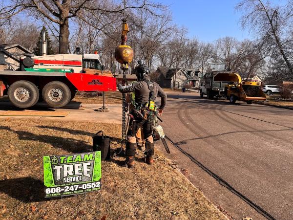 Team Tree Service