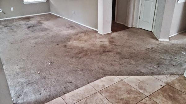 Organic Carpet Care & Home Services