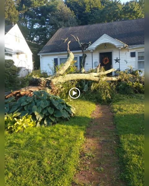 Laguna Landscaping Llc