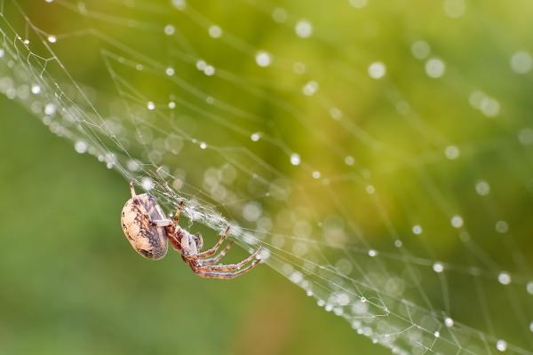 Aspen Pest Control Vancouver