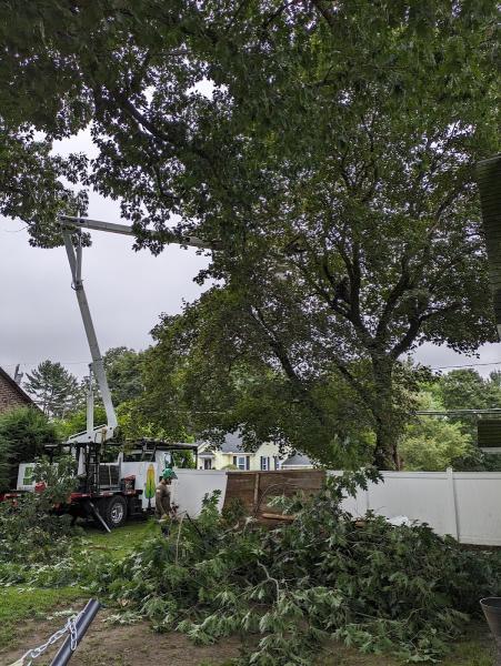 KDF Tree and Landscape LLC