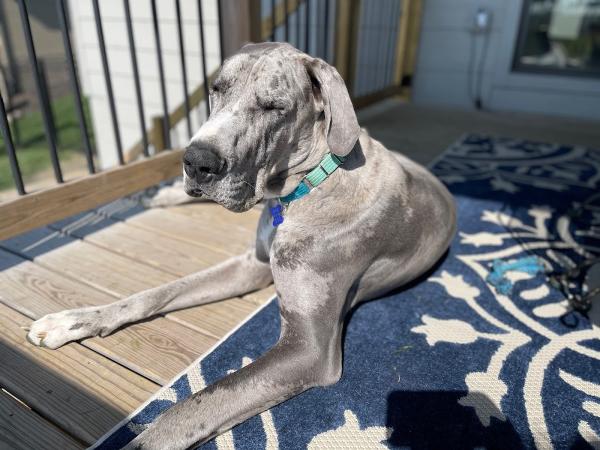 Scoop Doggy Dogg Waste Removal LLC