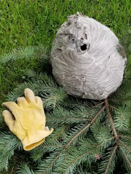 Armns Pest Management