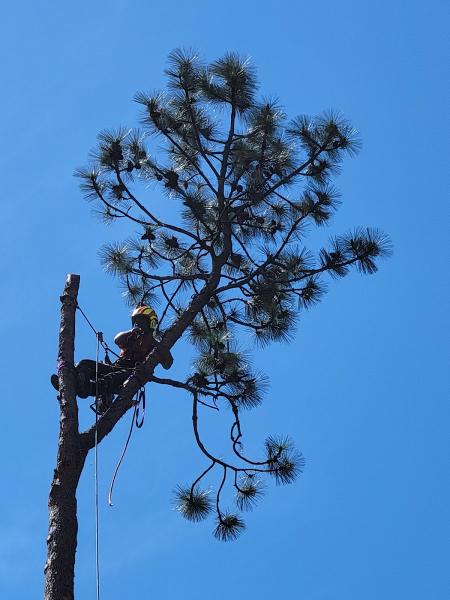 Mountain View Tree Service