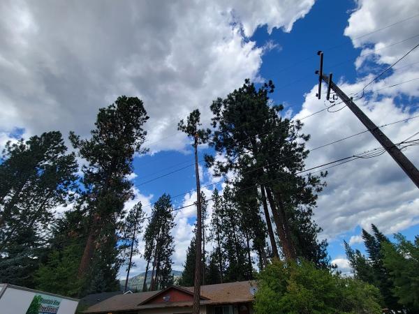 Mountain View Tree Service