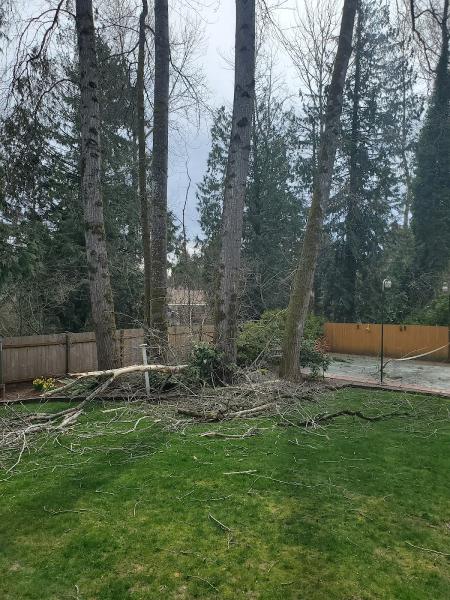 P'n'd Logging and Tree Service