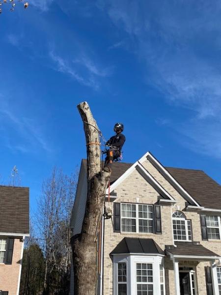 Prime Arbor Tree Specialists