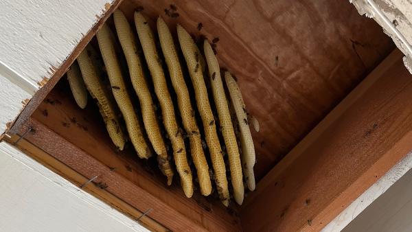 El Paso Bee Removal