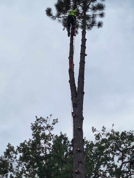 Runnels Tree LLC