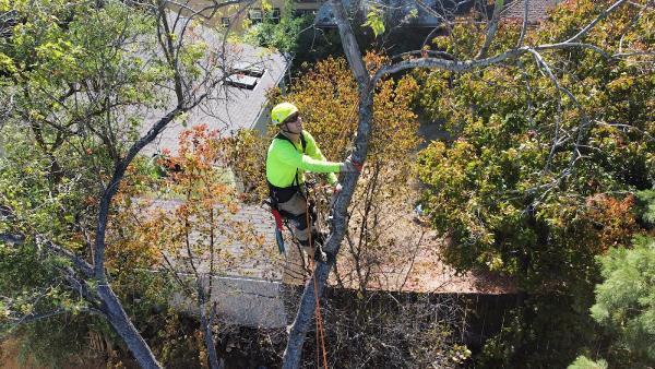 Runnels Tree LLC