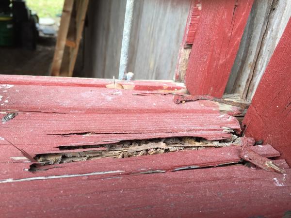 Buggin Out Termite & Pest Control