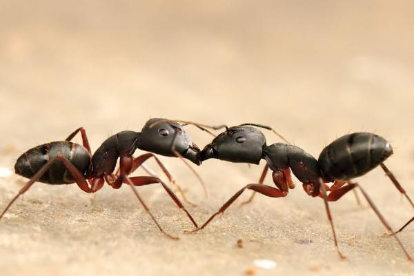 DLS Pest Management