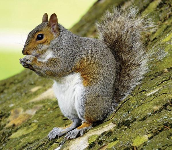 DLS Pest Management
