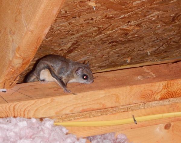 SM Pest & Wildlife Control