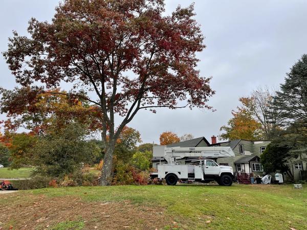 Trees & Driveways Llc.