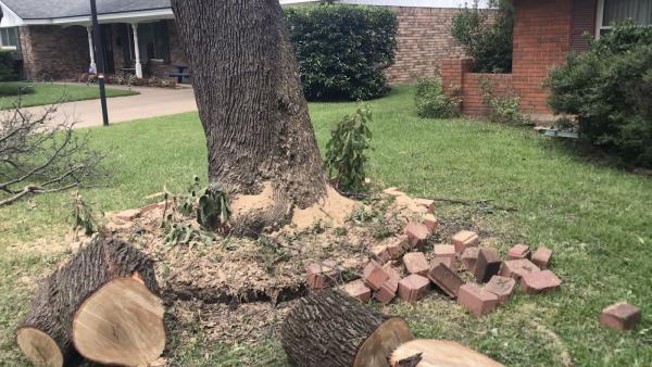 Tree Service Fort Worth