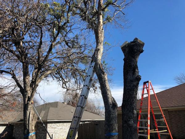 Tree Service Fort Worth