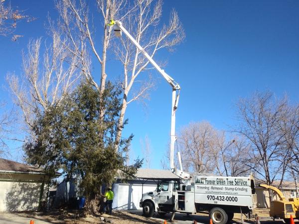 Forever Green Tree Service
