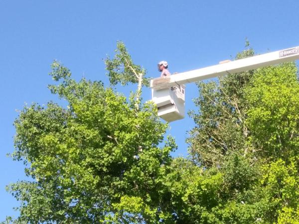 Forever Green Tree Service