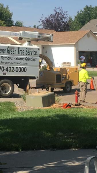Forever Green Tree Service