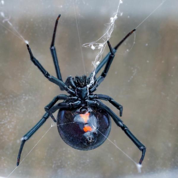 Contact Pest Control