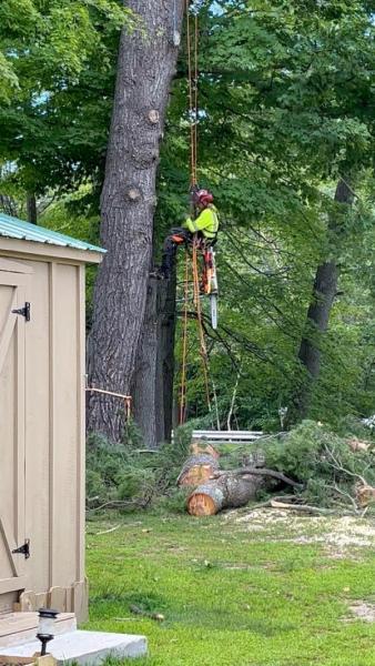 Avalon Sunset Tree Services