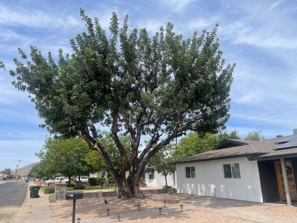 Roy's Trees
