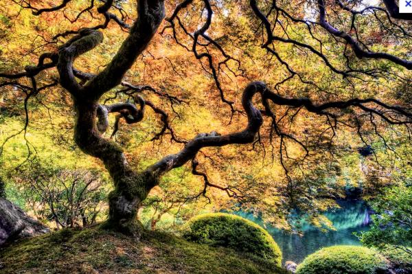 Serrano's Expert Tree Service