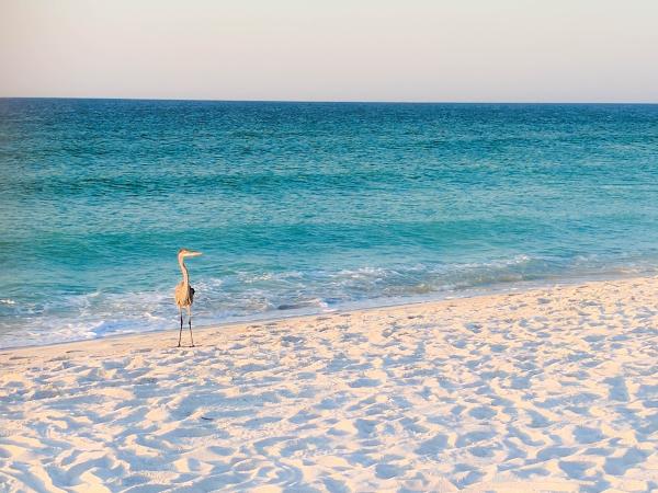 Distinctive Property Rentals