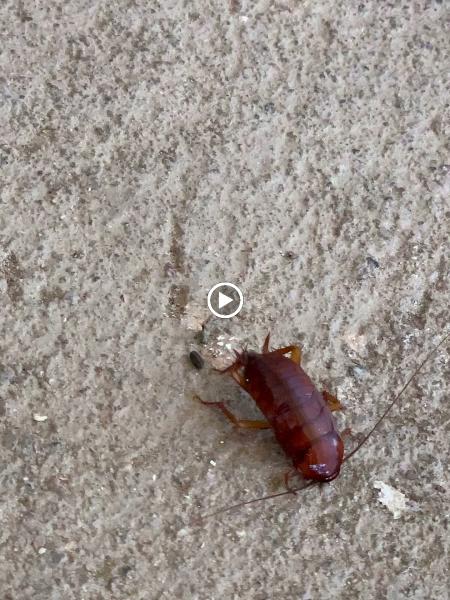 San-Rio Pest Control
