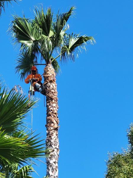 Arbor Task Tree Service San Diego