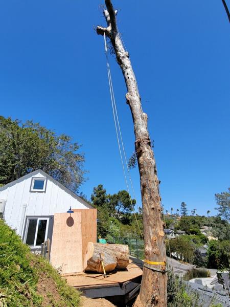 Arbor Task Tree Service San Diego