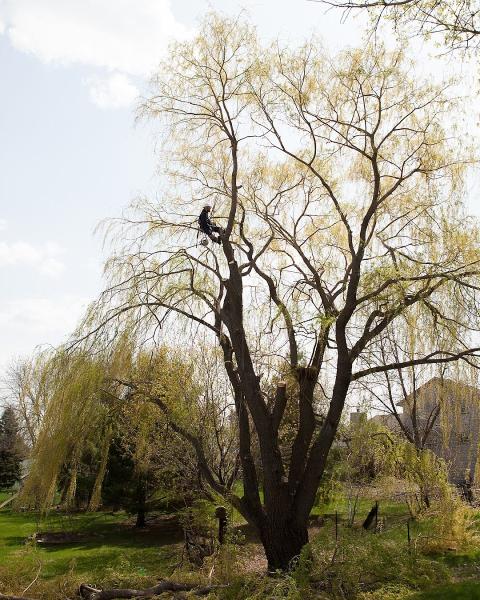 Randal Tree Service LLC