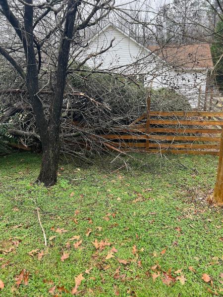 Tree Removal Specialist