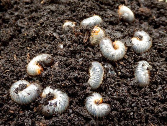 Atap Pest Control Exterminators