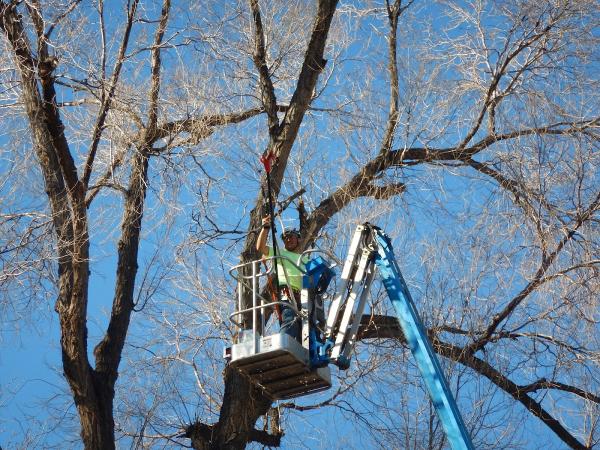 Maxim's Tree Service