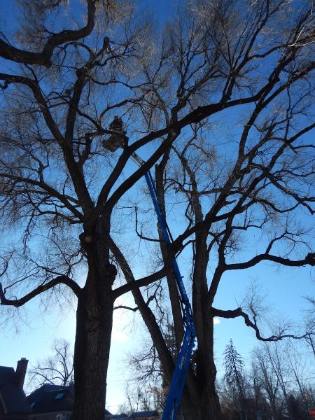 Maxim's Tree Service