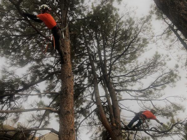 Maxim's Tree Service