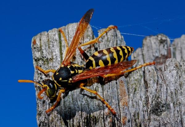 All Star Pest Control