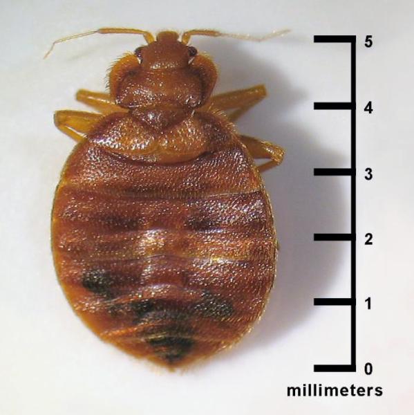 Extreme Bed Bug Solutions