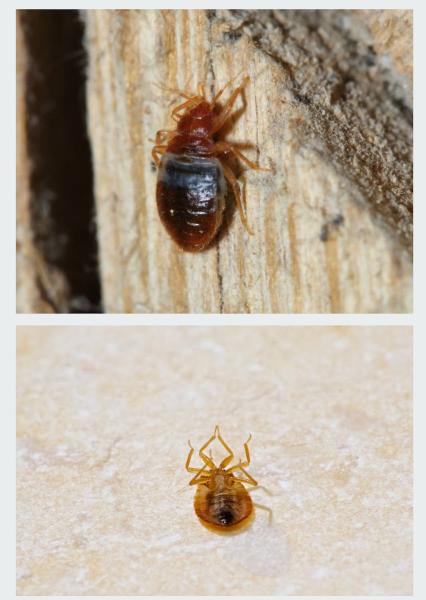 Extreme Bed Bug Solutions