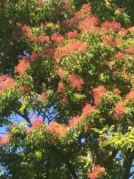 Crestview Tree and Landscape Service Inc.