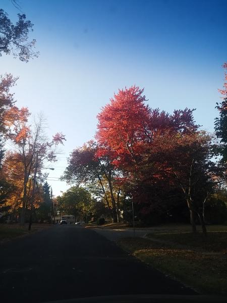 Crestview Tree and Landscape Service Inc.