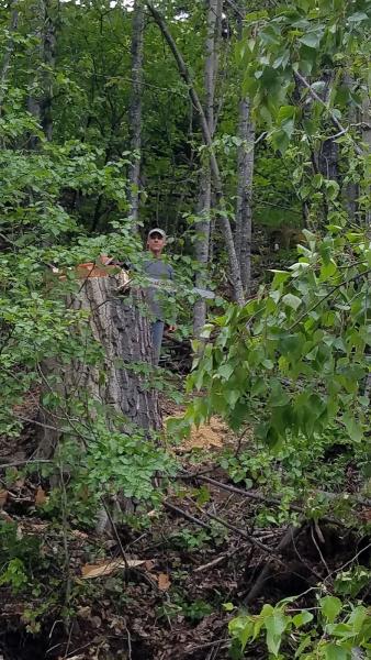 Tree Tender