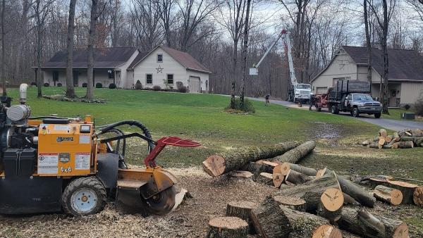 Dave & Son Tree and Land Management