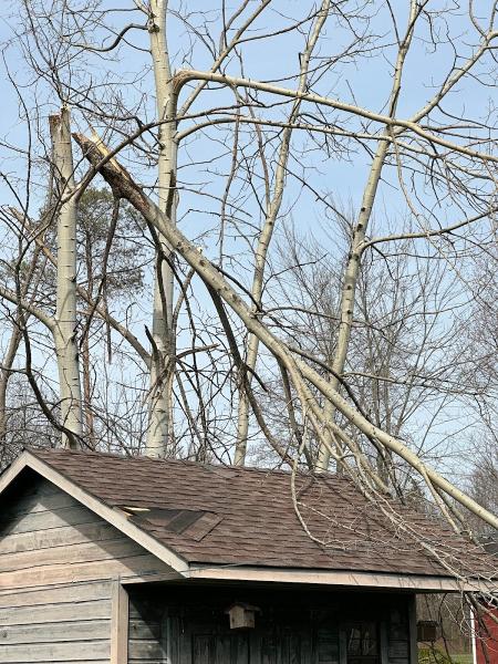 Dave & Son Tree and Land Management