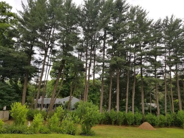 Kohlmaier Arbor Care